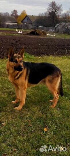 Немец на вязку