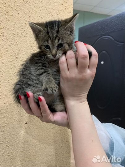 Котенок полосатый