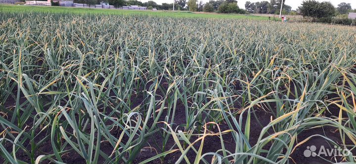 Семенной Чеснок 