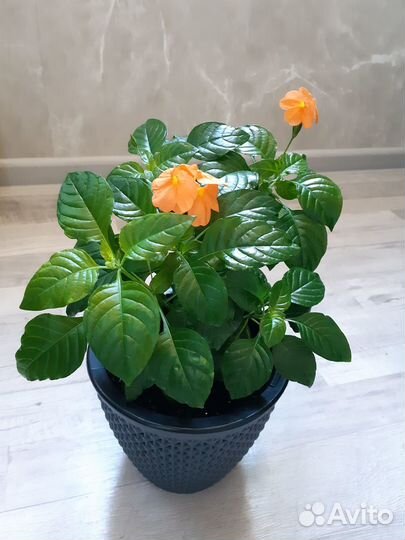 Кроссандра оранжевая