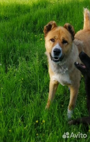 Собака алабай