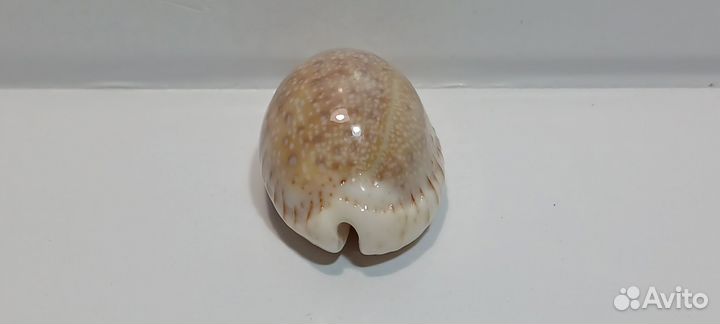 Ципрея Дракаена 3,50 морская ракушка раковина