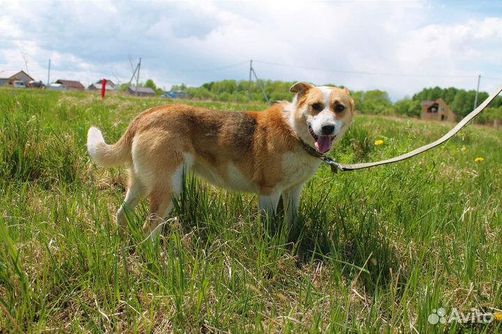 Собака на охрану и для души в добрые руки