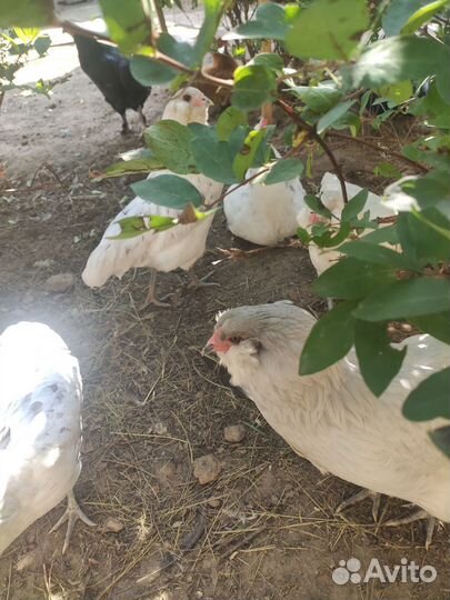 Куры молодки