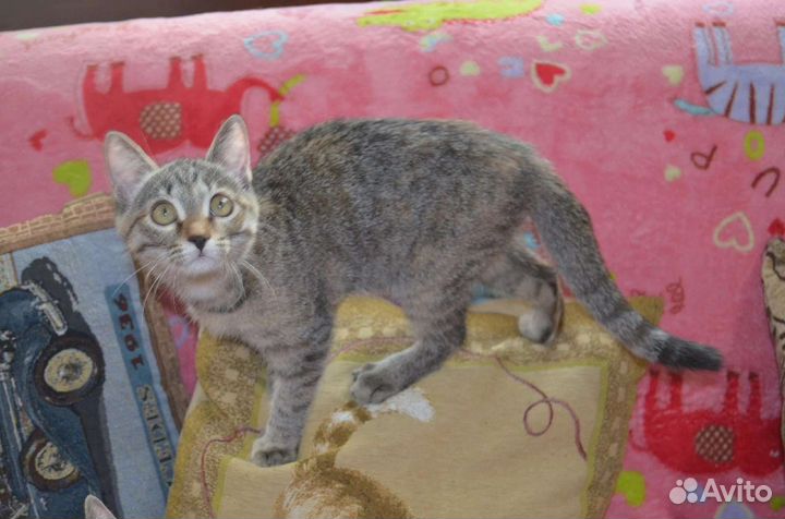 Котенок 4 месяца девочка Туся