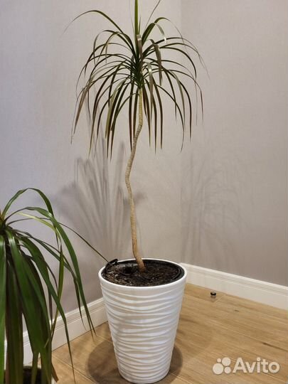 Пальма драцена