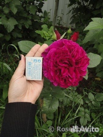 Английская роза Фишерман Френд