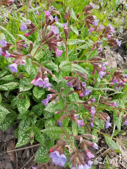 Медуница,мелисса,ромашка Аляска,клубника ремонтант