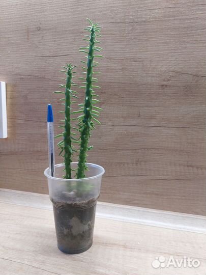 Кактус Аустроцилиндропунция