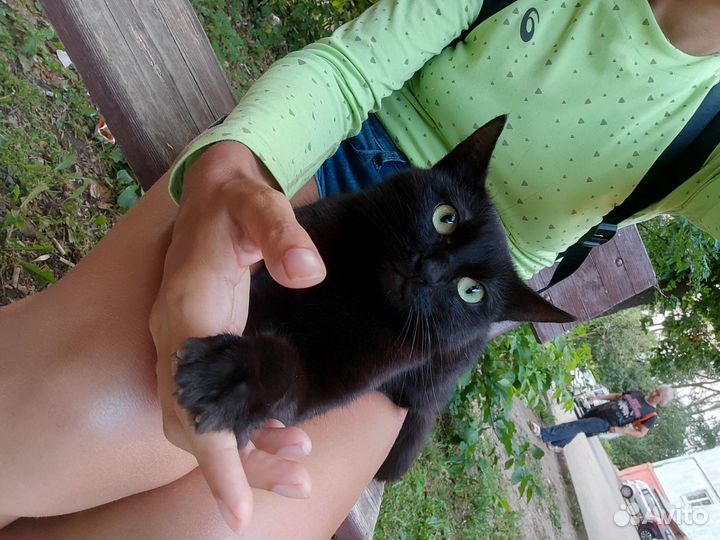 Молодая кошка в дар