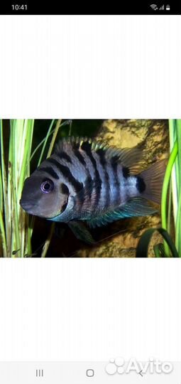 Аквариумные рыбки