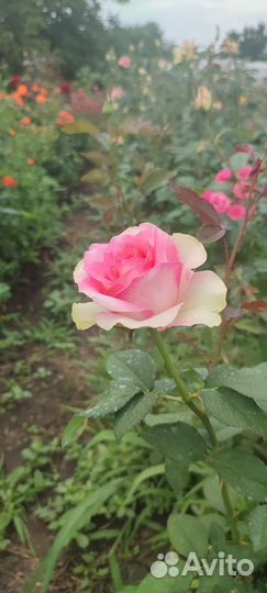 Продаю саженцы роз
