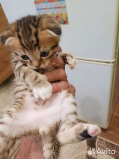 Кошки шотландцы