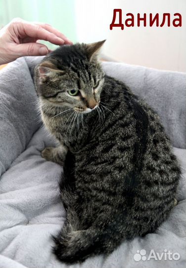 Кошечка ищет дом