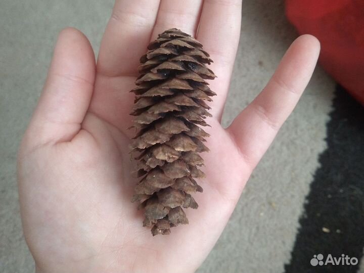 Шишки для поделок