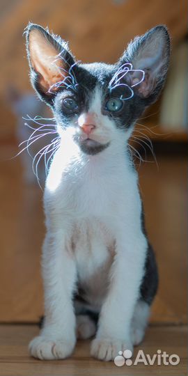 Донской сфинкс велюр