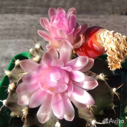 G.mihanovichii, anisitsii семена