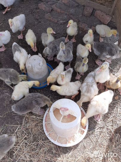 Гусята подрощенные