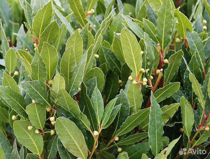 Лавровый лист