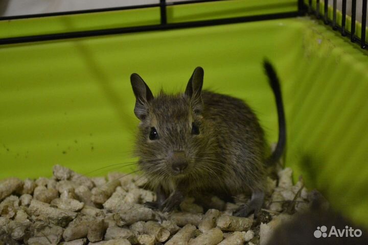 Цветные дегу