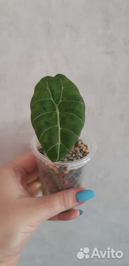 Алоказии, очень много