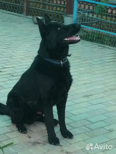 Немецкая авчарка