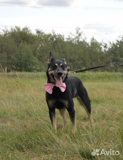 Спасите собаку из приюта