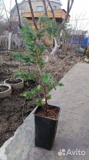 Саженцы хвойных растений