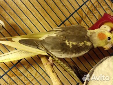 Попугай Корелла птенец