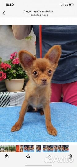 Тойчики длинношерстные