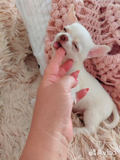 Чихуахуа щенки РКФ