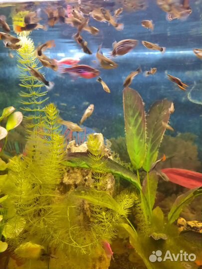 Рыба подрошии мольки гупии