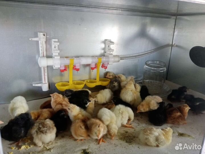 Цыплята от домашних несушек