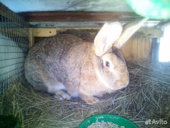 Кролики мясных пород