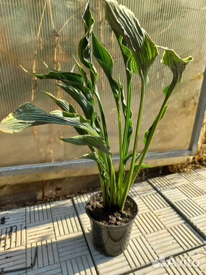 Хоста молящиеся ручки