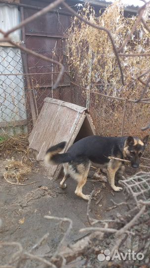 Породистые собаки в дар