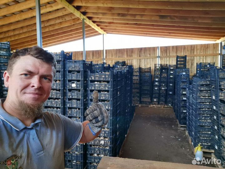 Чеснок с доставкой