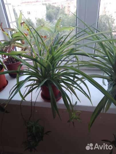 Хлорофитум