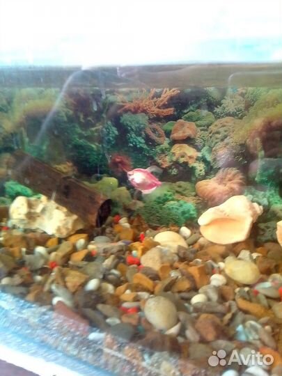 Аквариум