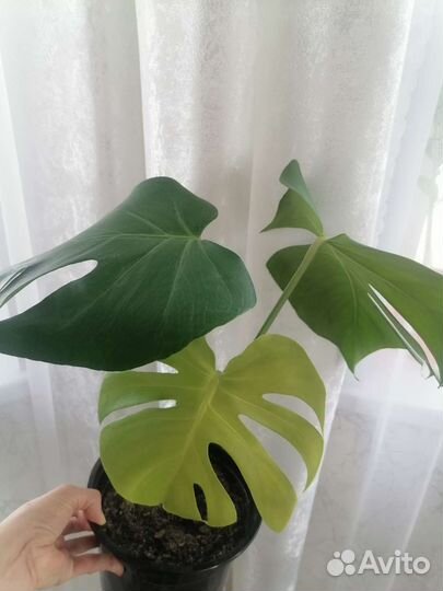 Монстеры: деликатесная, манки и др в профиле