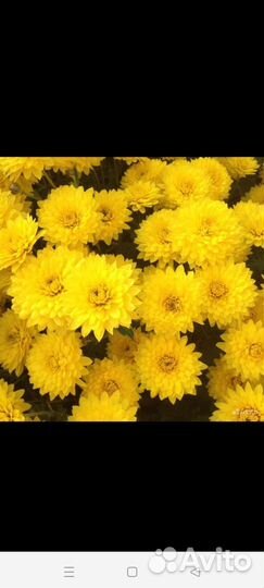 Хризантема белая,корни