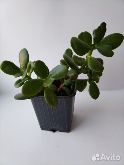 Толстянка и алое