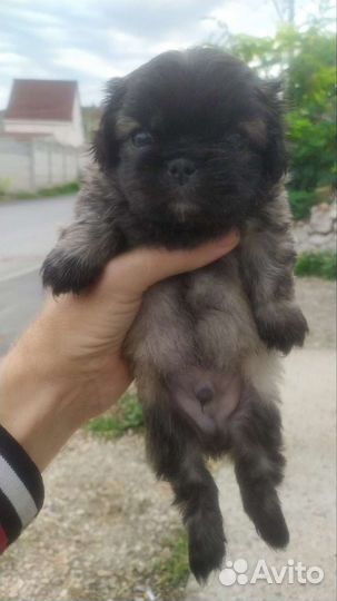 Щенки пекинеса