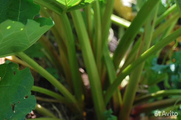 Ревень (семена)