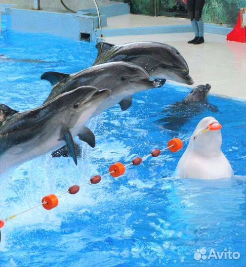 Тур на море. Все включено