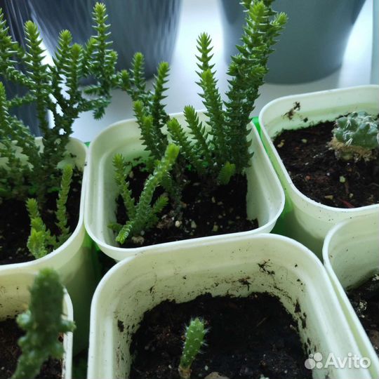 Суккулент крассула плауновидная