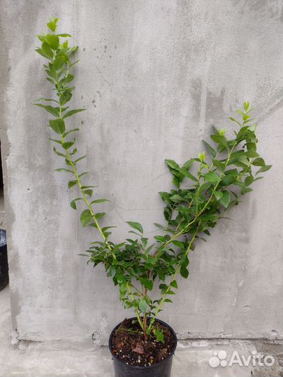 Голубика Дюк, Блюкроп, Ковилл 1,5;2;2,5 года