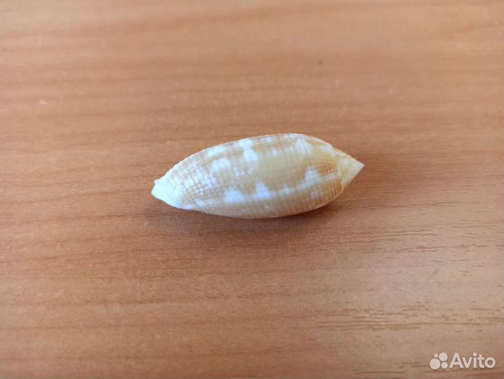 Морская раковина