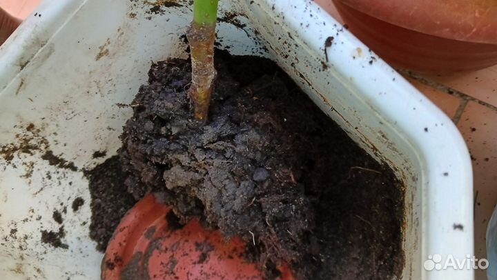 Крупнолистный фикус