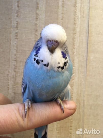 Выставочный волнистый попугай,ввп,чех